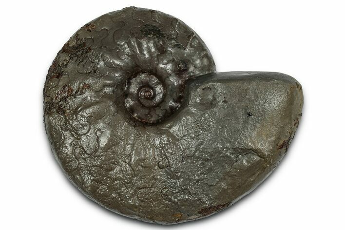 Triassic Ammonite (Ceratites sublaevigatus) Fossil - Germany #354094
